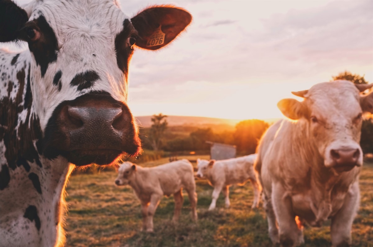The future of agriculture