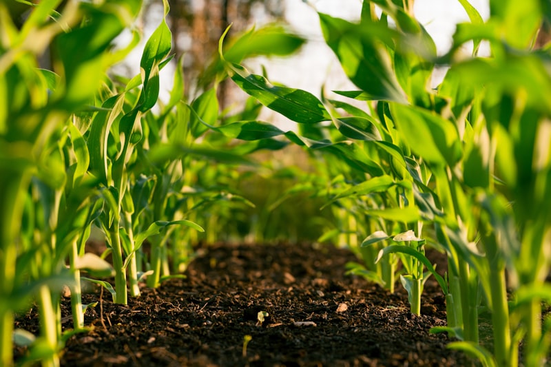 Open educational resources on sustainable development for schools